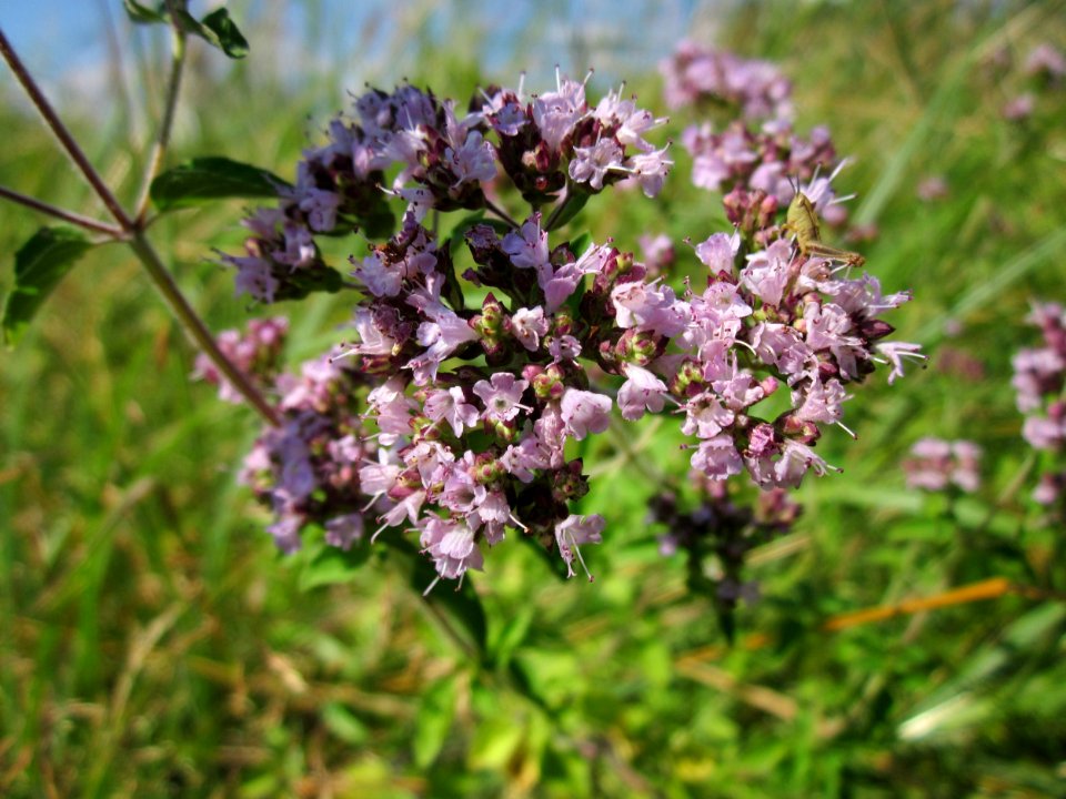 20130721Origanum vulgare1