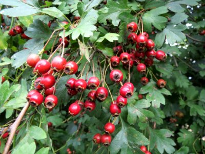 20130827Crataegus monogyna1