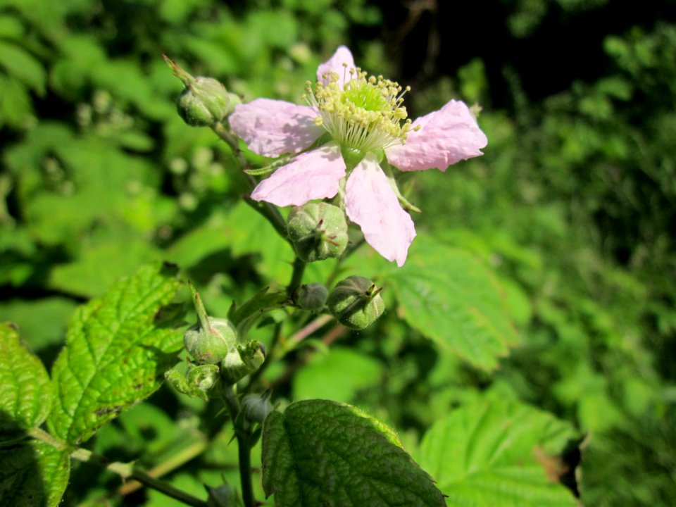 20130528Wildrose Reilingen01
