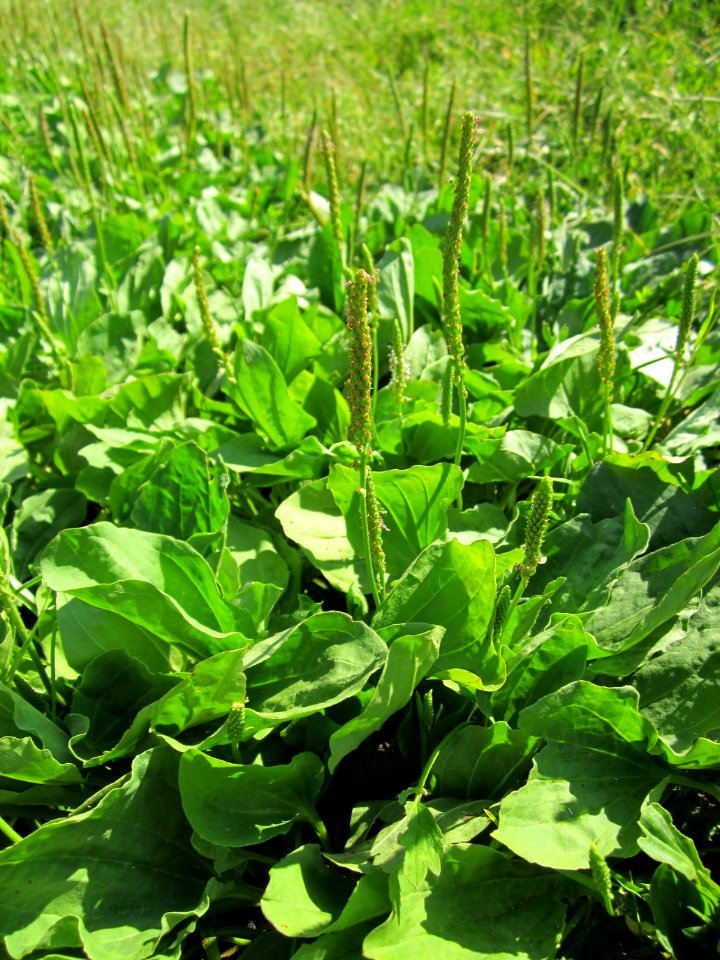 20130721Plantago major