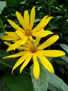 20130827Helianthus tuberosus1