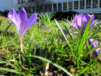20130401Crocus tommasinianus3