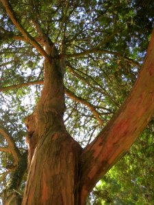 20130903Taxus baccata4