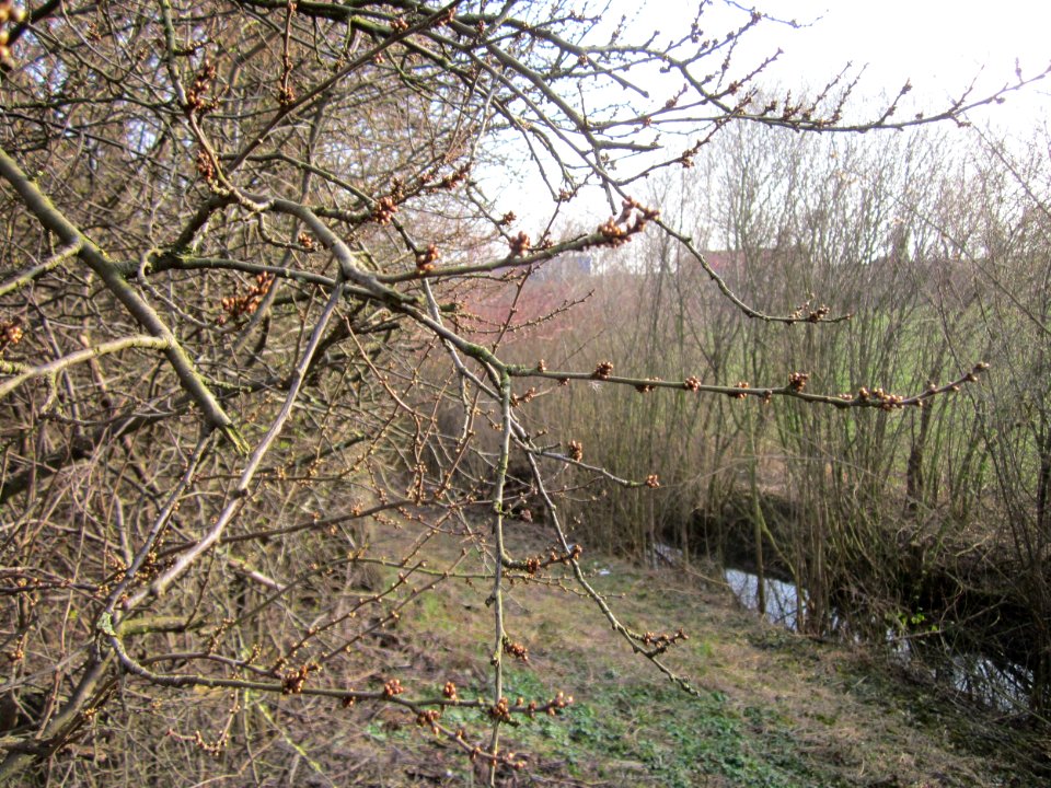 20130322Straeucher Kraichbach3
