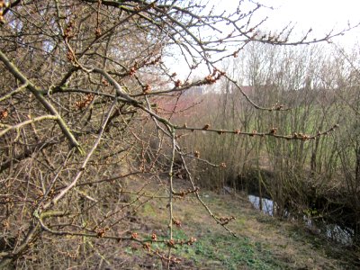 20130322Straeucher Kraichbach3