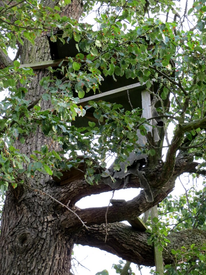 20130822Juglans regia2