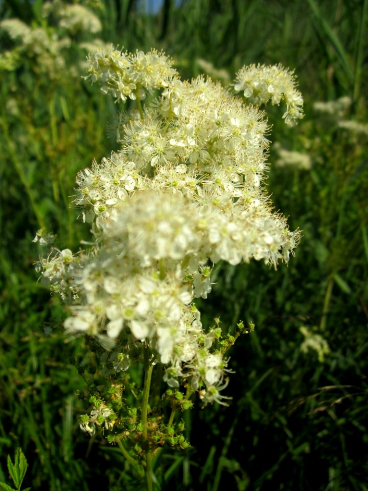 20130721Filipendula ulmaria2