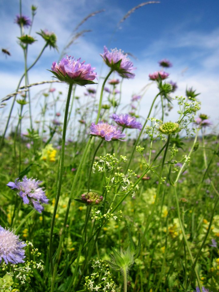 20130602Knautia arvensis8