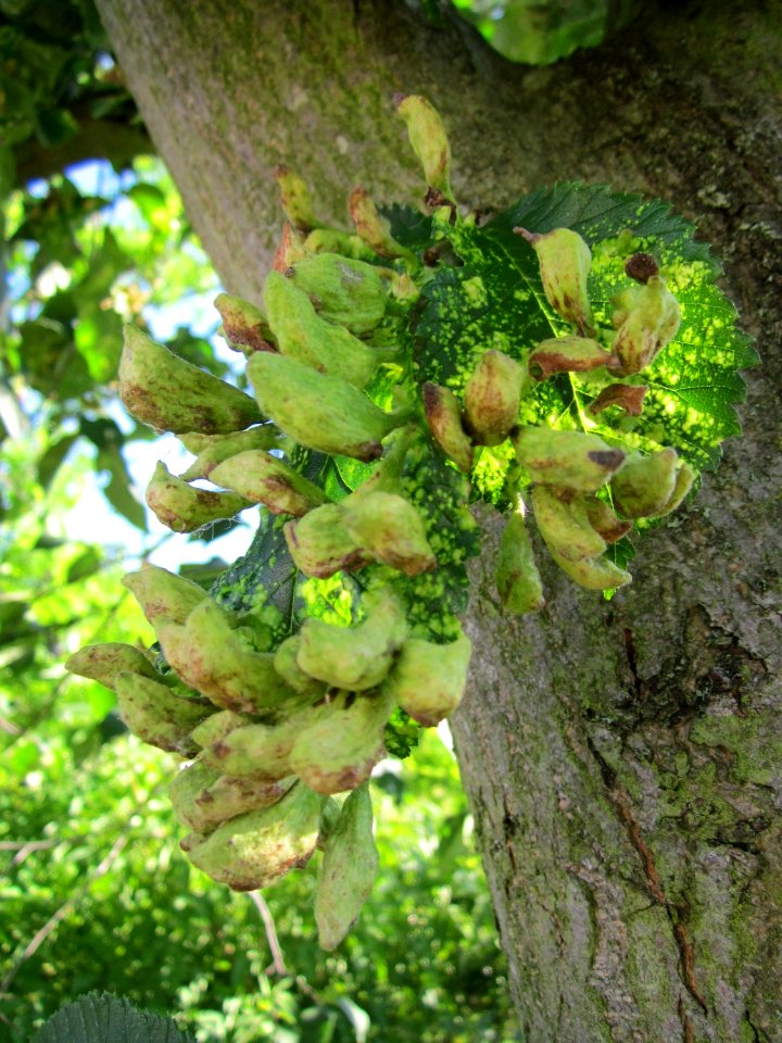 20130623Bergulme Altlussheim3