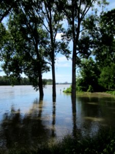 20130602Rheinhochwasser Altlussheim06