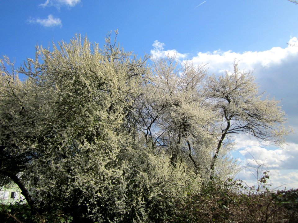 20130413Hockenheimer Rheinbogen4