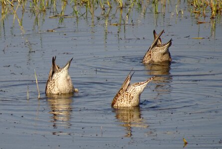 Duck bird female photo