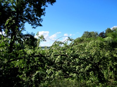 20130623Rhein Altlussheim2