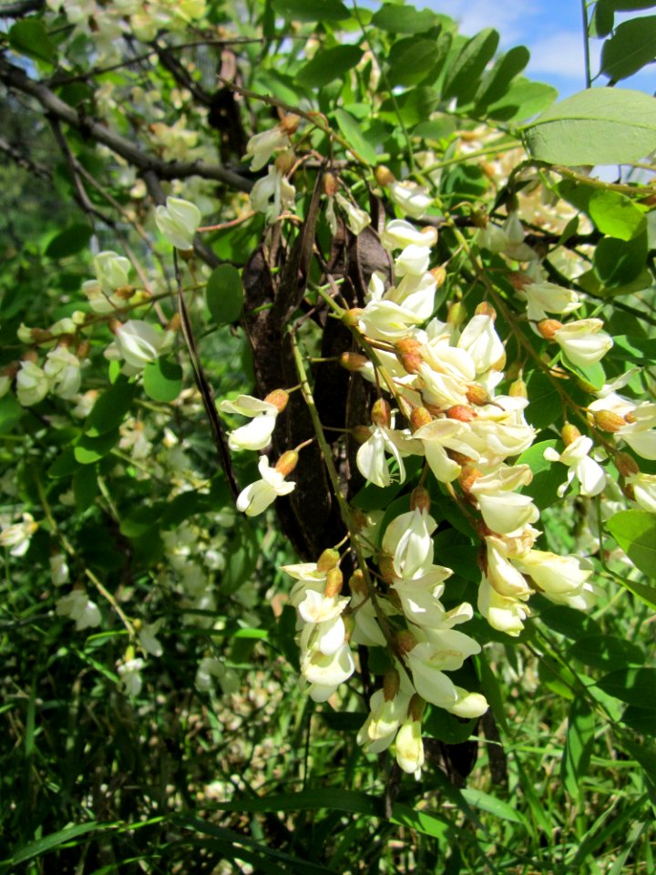 20130602Robinie Hockenheim5