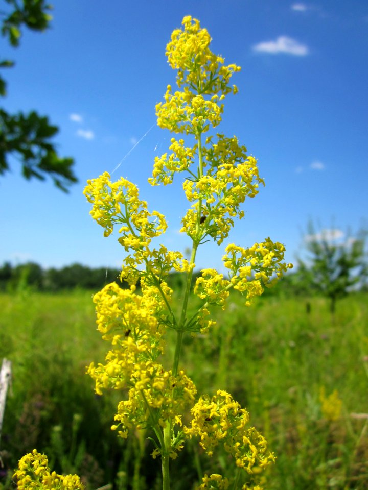 20130708Galium verum4