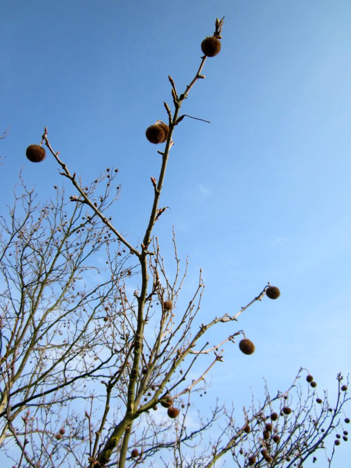 20130322Platane Hockenheim1