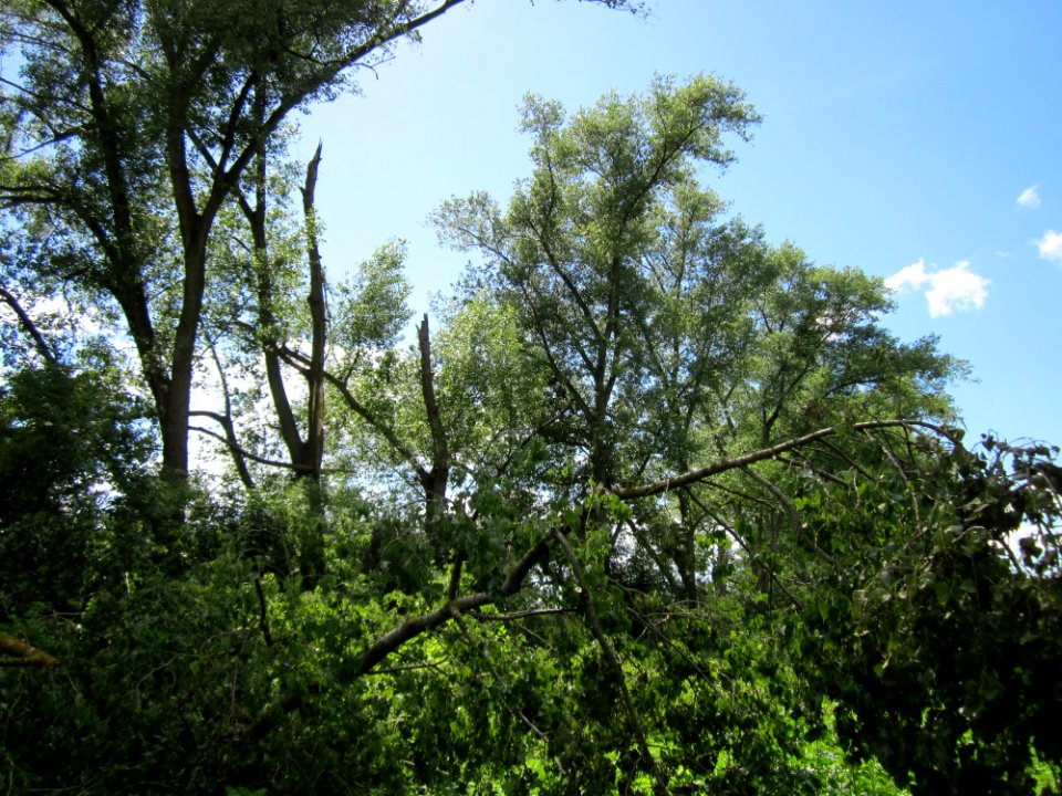 20130623Pappeln Wagbach5