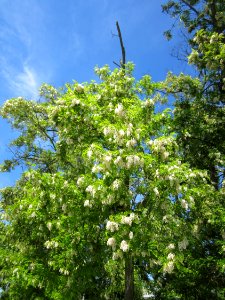20130602Robinie Hockenheim4
