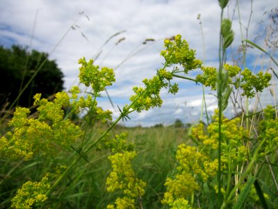 20130623Galium verum1