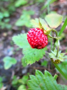 20130617Walderdbeere Schwetzinger Hardt1