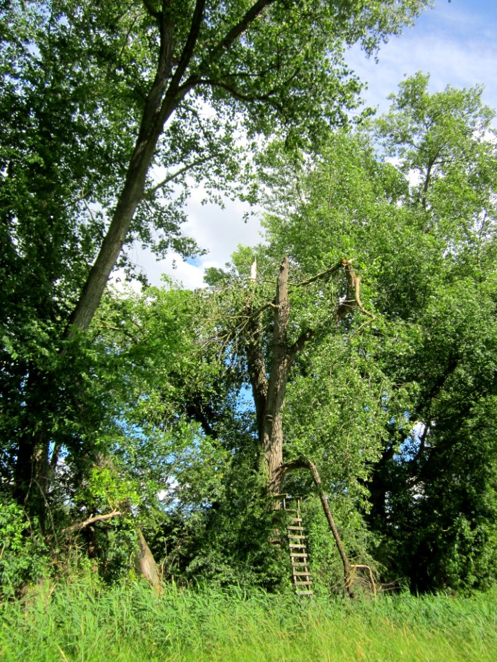 20130623Pappeln Wagbach6