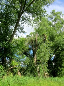 20130623Pappeln Wagbach6