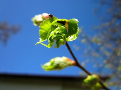 20130424Linde Hockenheim3