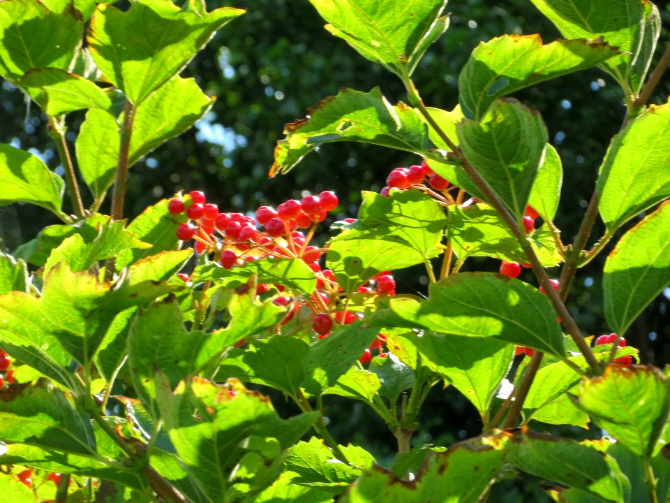 20130819Viburnum opulus2