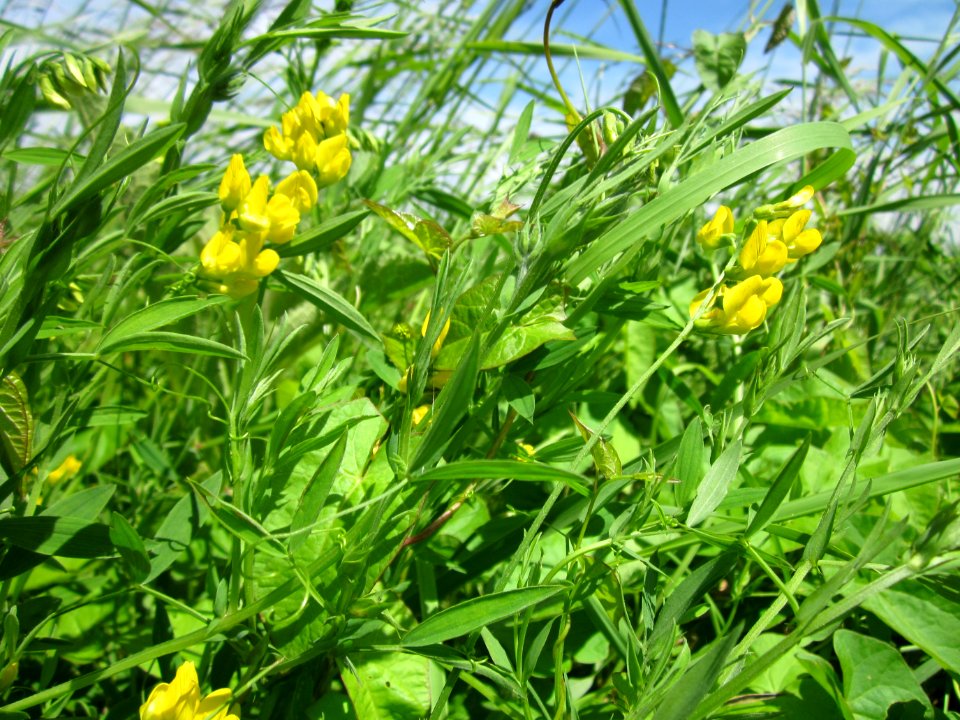 20130602Lathyrus pratensis1