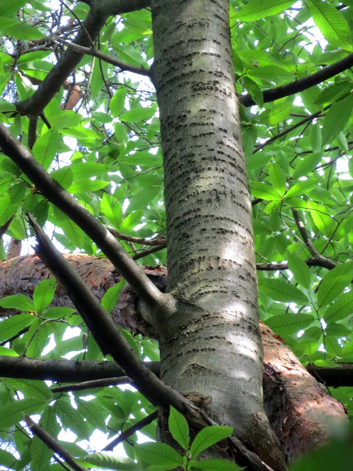 20130822Castanea sativa2