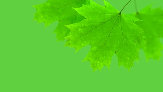 Autumn nature season