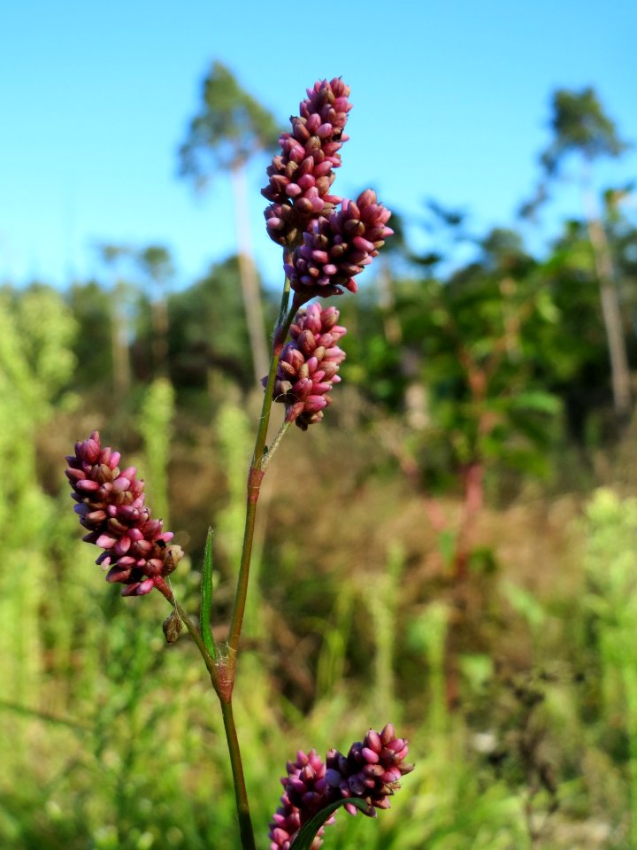 20130905Knoeterich4