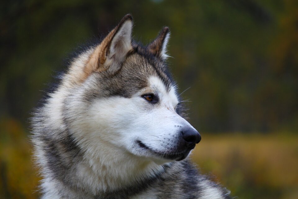 Portrait alaskan malamute sled dog