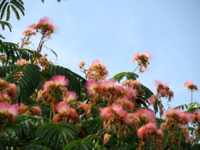 20130822Albizia julibrissin5