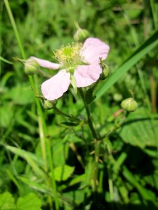 20130528Wildrose Reilingen02