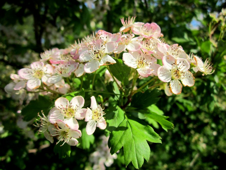 20130528Weissdorn Reilingen07