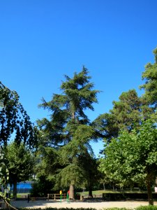 20130903Zeder Staden1