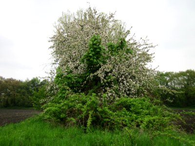 20130501Apfel Hockenheim1