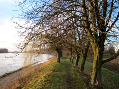 20130207Rheindamm Altlussheim09