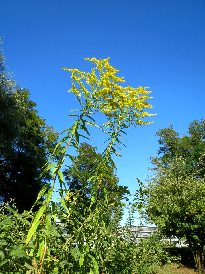 20130903Solidago canadensis
