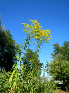 20130903Solidago canadensis