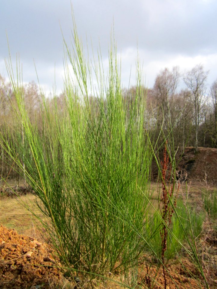 20130310Cytisus scoparius