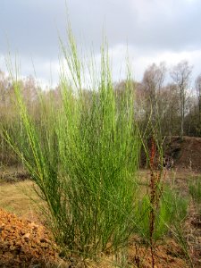 20130310Cytisus scoparius