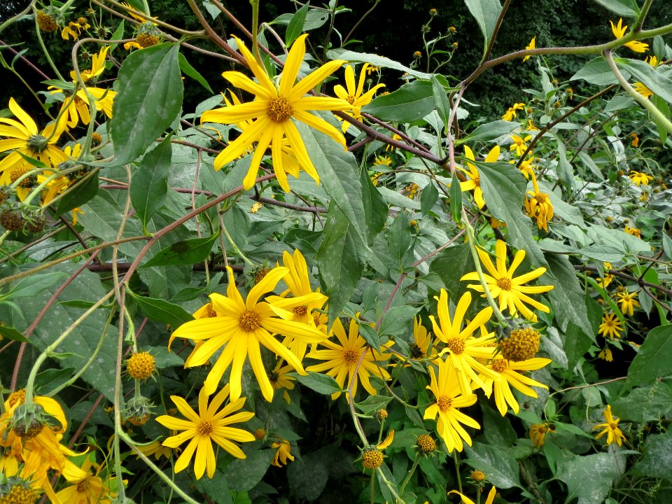 20130827Helianthus tuberosus2