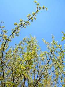 20130424Kornelkirsche Hockenheim2