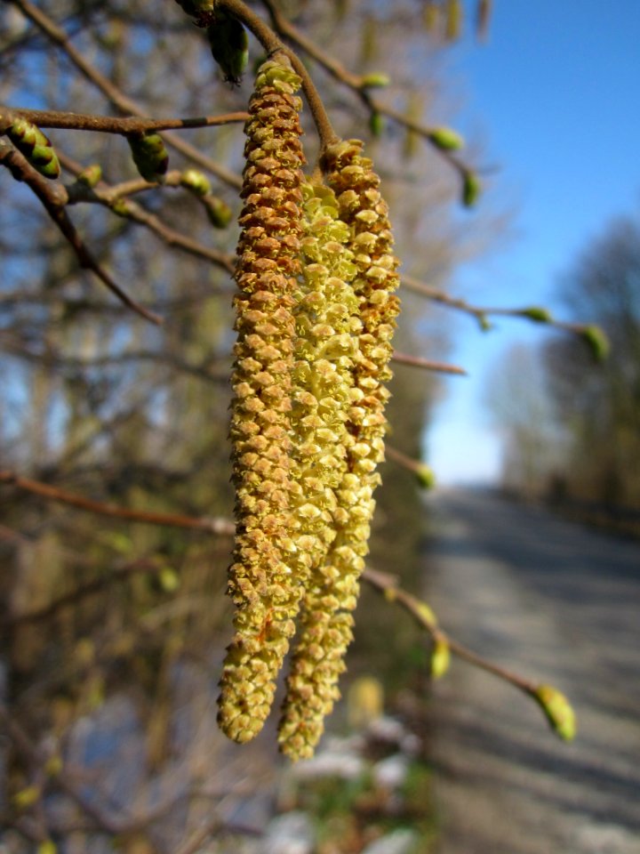 20130315Haselnuss Hockenheim