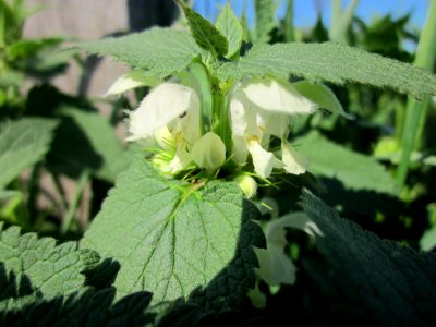 20130424Lamium album2