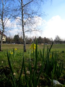 20130314Osterglocken Hockenheim9
