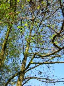 20130424Erle Kotlachgraben