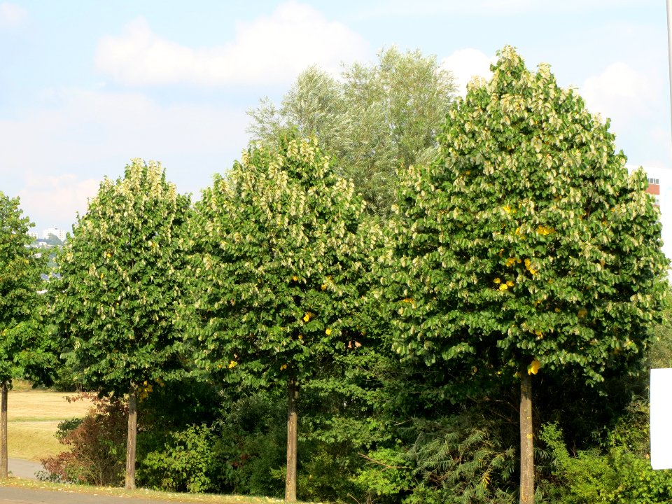 20130830Tilia tomentosa1